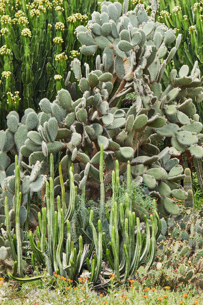 Huge cacti growing in a botanical garden in an open space - Foto, immagini