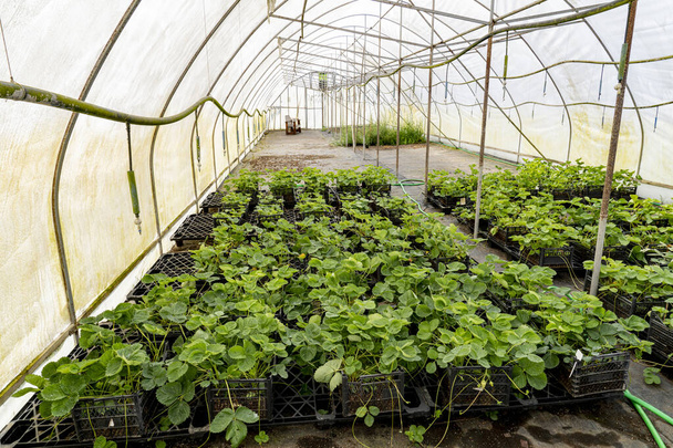 Strawberry seedlings grown in a greenhouse, folded in boxes and ready for planting in the ground - Photo, Image