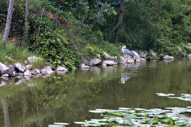 Gray heron by the shore of a stream of water in the italian countryside - Photo, Image
