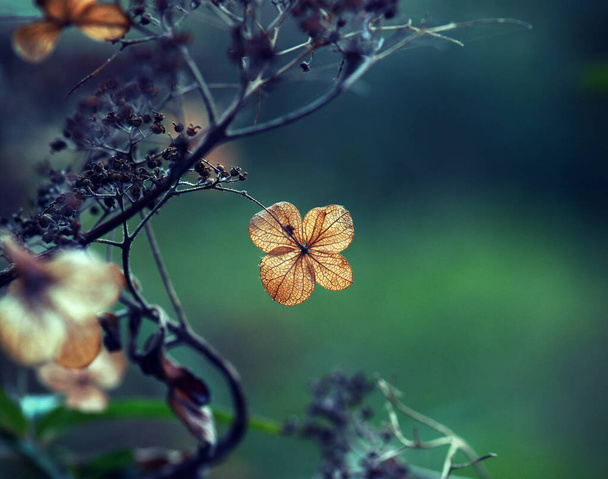 Fiore di ortensia secca morta in morbida luce pomeridiana. Naturale lunatico autunno sfondo botanico - Foto, immagini