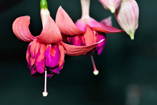 Las fucsias bicentenarias son espectaculares flores de doble fucsia que florecen desde la primavera hasta el otoño  - Foto, Imagen