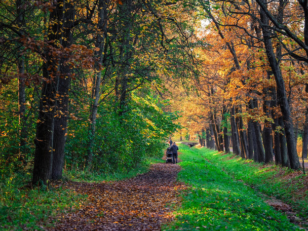 赤ん坊のベビーカーを持つ男は、秋の公園の美しい日陰の路地を歩いています。パブロフスク。ロシア. - 写真・画像