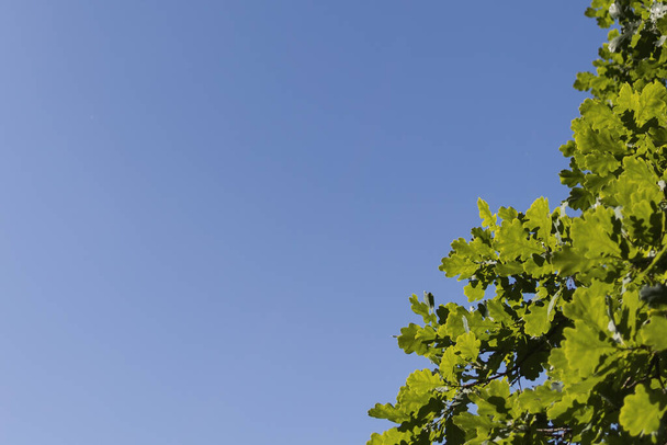 πράσινα φύλλα βελανιδιάς ενάντια στον γαλάζιο ουρανό - Φωτογραφία, εικόνα
