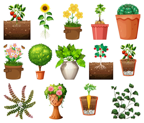 Set van verschillende planten in potten geïsoleerd op witte achtergrond illustratie - Vector, afbeelding