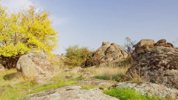 Το δέντρο είναι ντυμένο με φθινοπωρινή στολή. Στο φαράγγι Ακτοβσίι, στην Ουκρανία. Φθινοπωρινά δέντρα και μεγάλες πέτρες τριγύρω. Ζωντανό βίντεο - Πλάνα, βίντεο