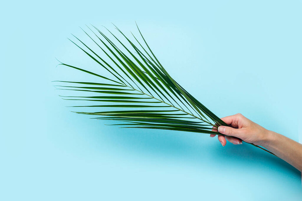Een vrouwelijke hand houdt een groen blad van een palmboom vast op een blauwe achtergrond. Bovenaanzicht, vlak lay. - Foto, afbeelding