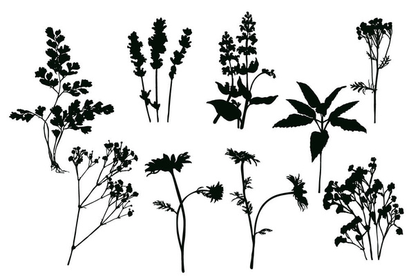 Set of silhouettes of field herbs and flowers. Black imprint on white background. - Vector, Image