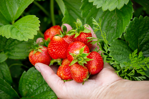 A handful of fresh strawberries from a strawberry farm. Nature. Selective focus. - Fotoğraf, Görsel