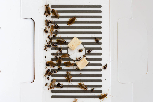 ловушка с тараканами, пойманными - Фото, изображение