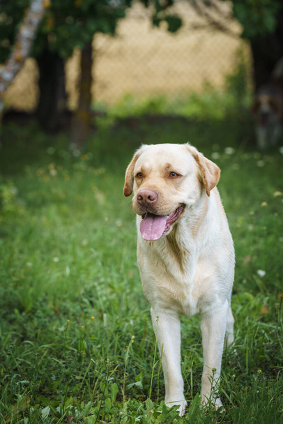 close-up portrait of a yellow labrador retriever, walking through the grass, looking at something - Valokuva, kuva