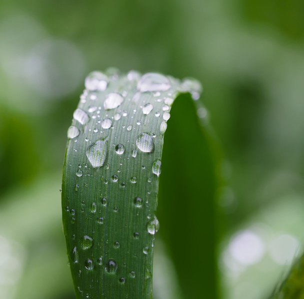 drops on leaves - Photo, image