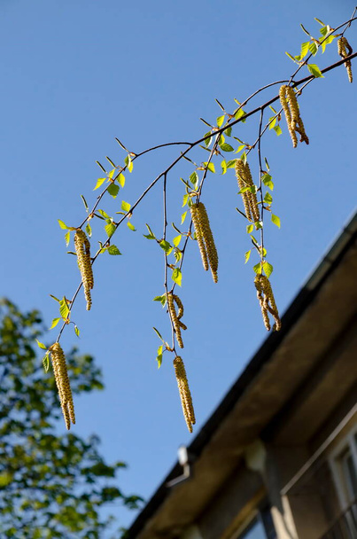 Насіння з насінням і листям срібного береза або Бетула - Альба весною, Софія (Болгарія).    - Фото, зображення