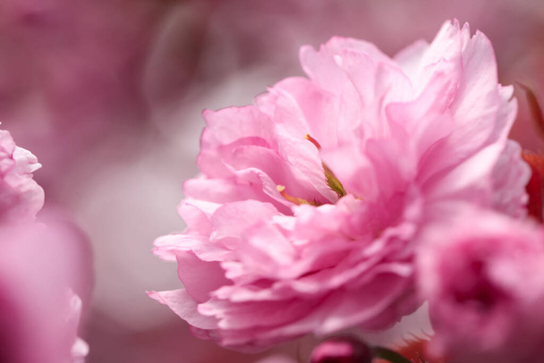 Beautiful pink sakura blossom on blurred background, closeup. Space for text - Foto, Imagem