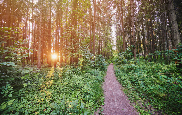 Μονοπάτι στο δάσος με ακτίνες του ήλιου έρχονται μέσα από τα δέντρα φόντο - Φωτογραφία, εικόνα