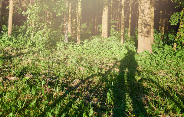 Σκιά του ανθρώπου ιππασία με ποδήλατο στο πράσινο δάσος σε φωτεινό ηλιόλουστο πρωί - Φωτογραφία, εικόνα