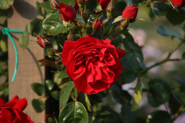 Rose garden Guldemondplantsoen as national monument in Boskoop in the Netherlands with rose variety Florentina - Photo, Image