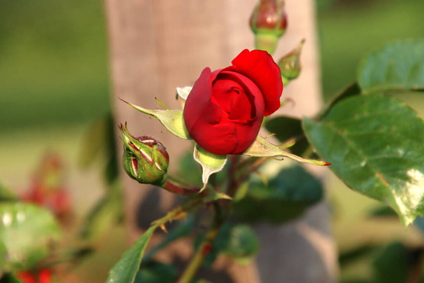 Rózsakert Guldemondplantsoen mint nemzeti emlékmű a hollandiai Boskoop-ban a Florentina rózsa fajtával - Fotó, kép