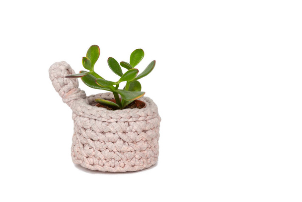 Uma pequena planta suculenta verde em um pote de malha rosa em um fundo branco - Foto, Imagem