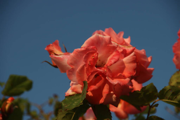 Ogród różany Guldemondplantsoen jako zabytek narodowy w Boskoop w Holandii z różaną odmianą Laguna - Zdjęcie, obraz
