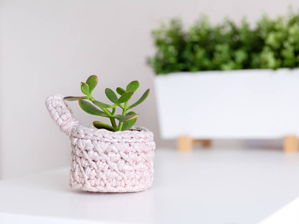 Uma pequena planta suculenta verde em um pote de malha rosa no interior.  - Foto, Imagem