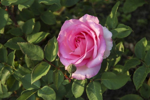 Rose garden Guldemondplantsoen as national monument in Boskoop in the Netherlands with rose variety Beverly - Photo, Image