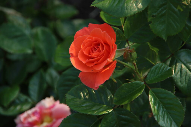 Сад троянд Guldemplantsoen як національний пам'ятник в Боскуп в Нідерландах з сортом троянд Newsflash - Фото, зображення