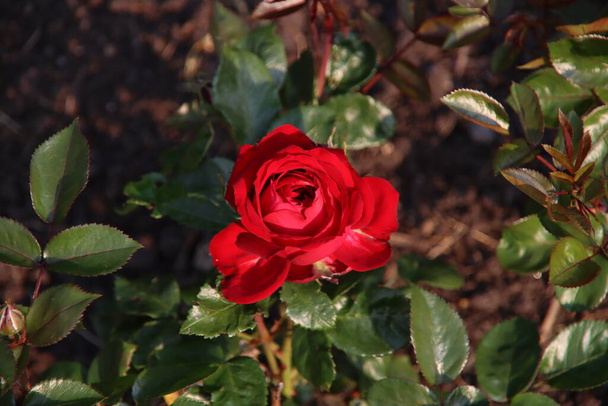 Rose garden Guldemondplantsoen as national monument in Boskoop in the Netherlands with rose variety  Newsflash - Photo, Image