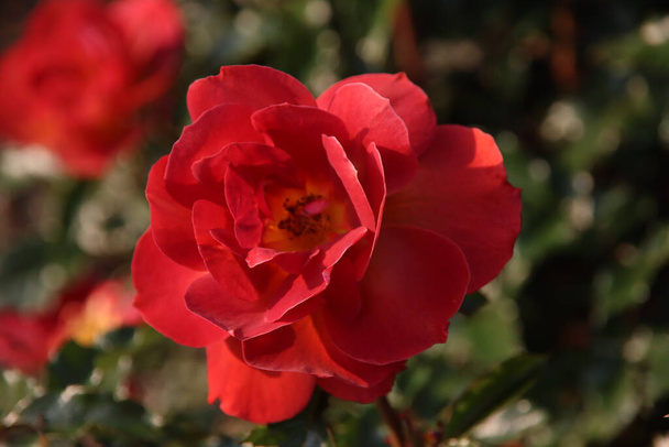 Сад троянд Guldemplantsoen як національний пам'ятник в Боскуп в Нідерландах з сортом троянд King's Macc. - Фото, зображення