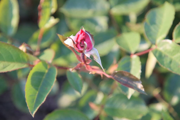 Jardim de rosas Guldemondplantsoen como monumento nacional em Boskoop, na Holanda, com rosa variedade Eliza - Foto, Imagem