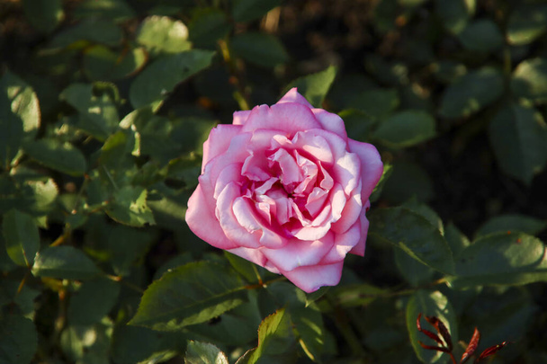 Rose garden Guldemondplantsoen as national monument in Boskoop in the Netherlands with rose variety Eliza - Photo, Image