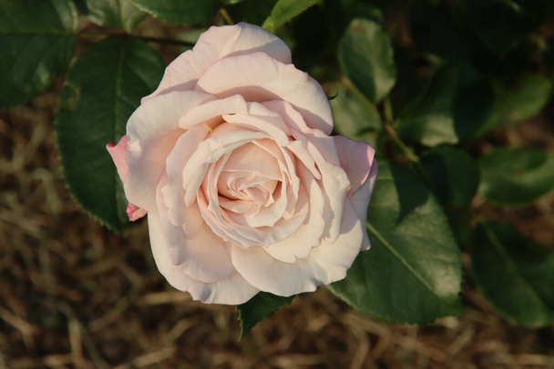 Rose garden Guldemondplantsoen as national monument in Boskoop in the Netherlands with rose variety Rosenfaszination - Photo, Image