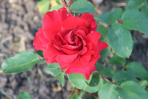 Rose garden Guldemondplantsoen as national monument in Boskoop in the Netherlands with rose variety Pride of England - Photo, Image