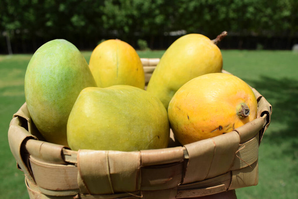 Frische Kesar Mango-Sorte aus Indien, die in Gir Gujarat auch in Maharastra angebaut wird. Aromatischer Geschmack Bio-Mango. Sommersaison spezielle Frucht Mangoe ist als König der Früchte bekannt. Mangos im Korb - Foto, Bild