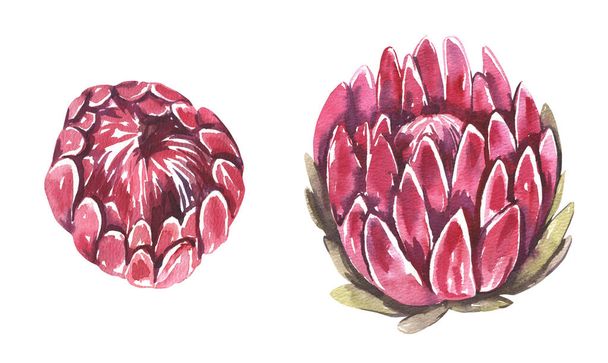 Vesiväri trooppinen Protea kukkia kokoelma. Käsin maalatut akvarelli kukkia eristetty valkoisella taustalla. Kukka kuvitus suunnittelu, tulostaa, häät kutsu tai tausta. - Valokuva, kuva