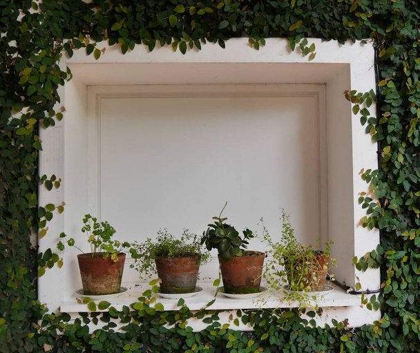 Row of flowers in pots on white shelf framed by leaves, copy space - Photo, Image
