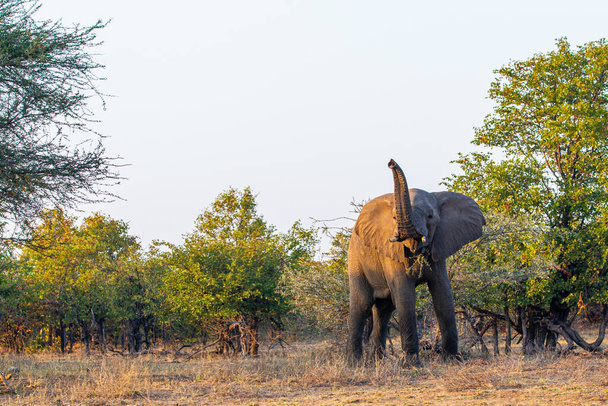 Nerwowy słoń zbliża się do jeepa w RPA - Zdjęcie, obraz