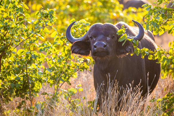 Jonge Afrikaanse buffelwandelingen tussen de Mopane bomen in Zuid-Afrika - Foto, afbeelding