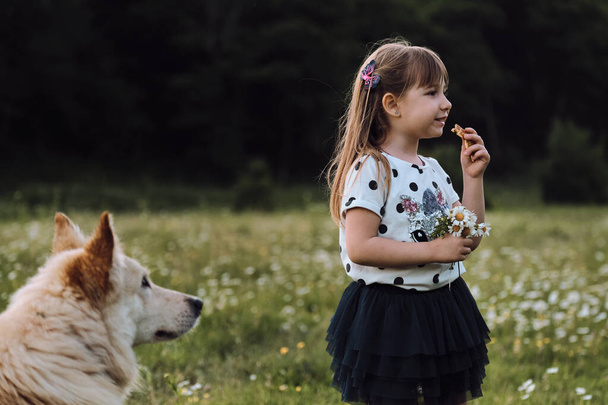 Mała pięcioletnia dziewczynka z pięknymi długimi włosami i sukienką stoi na polu rumianku jedząc ciasteczka, a duży biały pies patrzy na nią i ślini się. Najlepszymi przyjaciółmi są dzieci i pies pasterski.. - Zdjęcie, obraz