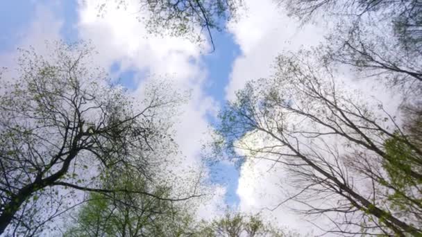 Камера вращается, чтобы запечатлеть облачное небо через верхушки деревьев в течение дня. - Кадры, видео