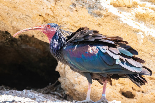 Northern bald ibis, hermit ibis or waldrapp - Geronticus eremita - perched on a cliff - Photo, Image