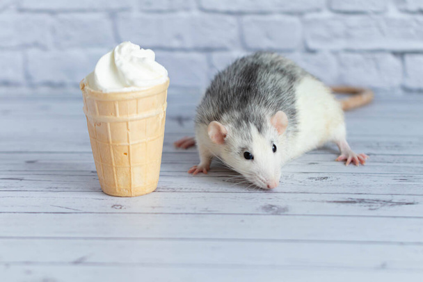 A cute rat sits next to a waffle cup with white ice cream. The rodent is sniffing the dessert. Close-up portrait of animals. Macro. - Foto, immagini