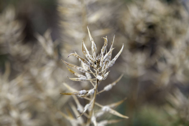 Detalle de planta silvestre seca y muerta en el campo - Foto, imagen
