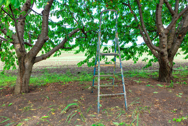Лестница для сбора вишни в саду. Вишневый сезон  - Фото, изображение