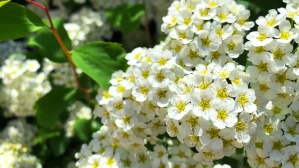 白いらせん状の草原のスイーツが咲きます。ドイツの草原甘いの芽と白い花。小さな白い花で繊細な背景 - 映像、動画