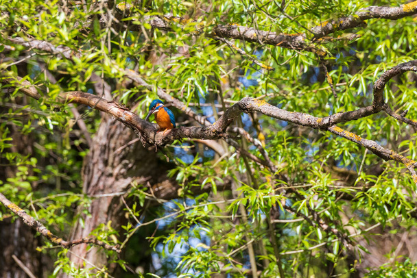 Mooie kleurrijke vogel Kingfisher zittend op een boomtak. De veerkleur is blauw en oranje. Wilde foto - Foto, afbeelding
