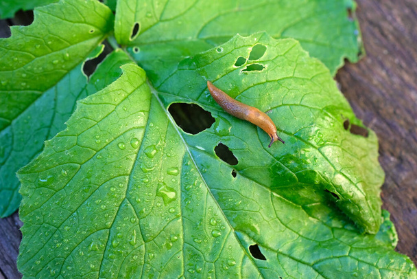 Arion lusitanicus close-up σε κατεστραμμένα φύλλα ραπανάκι. Καφέ γυμνοσάλιαγκας σε ένα πράσινο υγρό ραπανάκι πάνω όψη. - Φωτογραφία, εικόνα