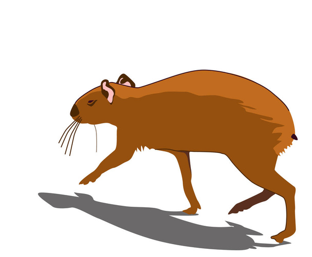 Um engraçado roedor sul-americano e centro-americano agouti está correndo em algum lugar em movimento. Ilustração vetorial naturalista isolada sobre fundo branco. Parece um rato grande com uma cauda curta. - Vetor, Imagem