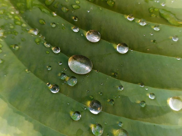 Gocce di pioggia sulle foglie di hosta. Un'astrazione.  - Foto, immagini
