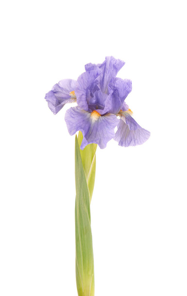 Flor de iris aislada sobre fondo blanco. Hermosas flores de primavera. - Foto, Imagen