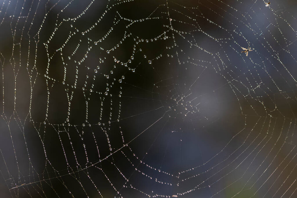 Örümcek ağını yağmur damlalarıyla kapat - Fotoğraf, Görsel